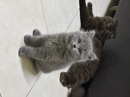 Dammam, Pet Supplies, SAR 300,  Kitten For Sale