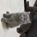 SAR 300,  Kitten For Sale