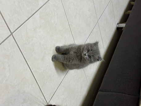 Dammam, Pet Supplies, SAR 300,  Kitten For Sale