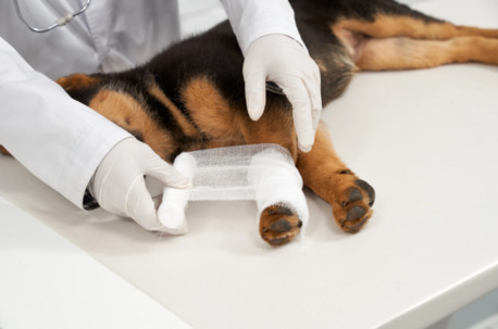 Vancouver, Health, Soft Tissue Surgery For Pets