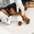 Soft Tissue Surgery For Pets