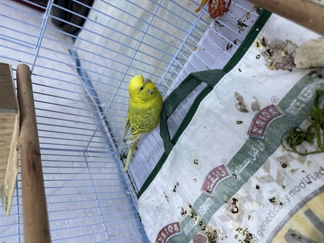 Jeddah, Pet Supplies, SAR 100,  I Want To Sell Love Bird Female