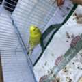 SAR 100,  I Want To Sell Love Bird Female