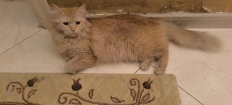 Bani Malik, Pet Supplies, Persian Female Cat