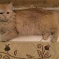 Persian Female Cat