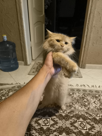 Bani Malik, Pet Supplies, Persian Female Cat