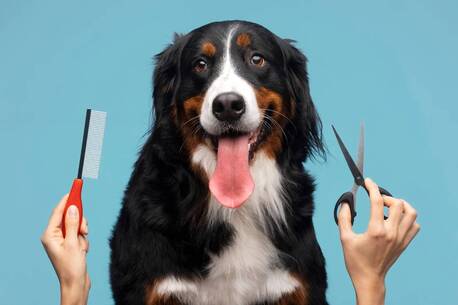 Mississauga, Pet Sitting, Gentle Care With Fear Free Dog Grooming Services