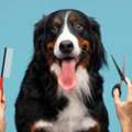 Gentle Care With Fear Free Dog Grooming Services