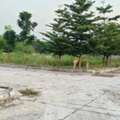 INR 15999,  210 Sq. Yard,  183 Sq Yd HMDA Appropved Plots Mansanpally Near Maheshwaram 9701498367