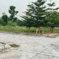INR 15999,  206 Sq. Yard,  Plots Near My Home Smart City Land - Mansanpally - Hyderabad Bangalore Highway