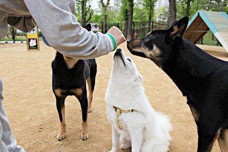 Mumbai, Pet Sitting, Dog Training Service In Patna