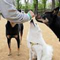 Dog Training Service In Patna