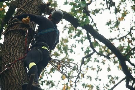 Houston, Business, Experienced Arborist Houston TX &ndash; Trees By Frank
