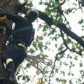 Experienced Arborist Houston TX &ndash; Trees By Frank