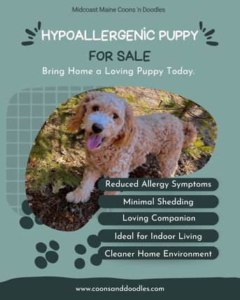 New York, Pet Supplies, Looking For A Hypoallergenic Puppy For Sale? Find Your Perfect Companion