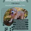 Looking For A Hypoallergenic Puppy For Sale? Find Your Perfect Companion