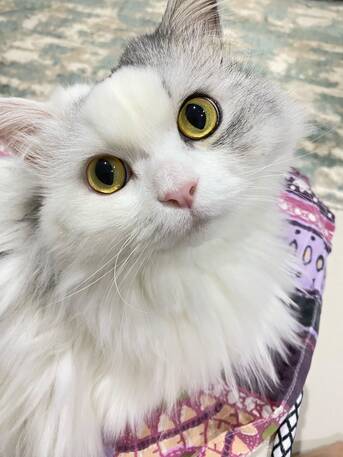 Riyadh, Pet Adoption, 7-Year-Old Persian Male &ndash; Vaccinated & Neutered &ndash; Looking For A Loving Home