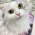7-Year-Old Persian Male &ndash; Vaccinated & Neutered &ndash; Looking For A Loving Home