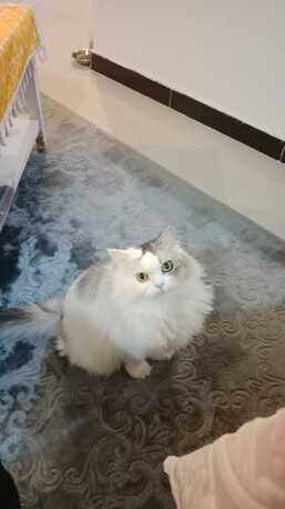 Riyadh, Pet Adoption, 7-Year-Old Persian Male &ndash; Vaccinated & Neutered &ndash; Looking For A Loving Home