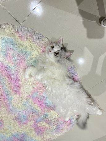 Riyadh, Pet Adoption, 7-Year-Old Persian Male &ndash; Vaccinated & Neutered &ndash; Looking For A Loving Home