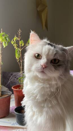 Riyadh, Pet Adoption, 7-Year-Old Persian Male &ndash; Vaccinated & Neutered &ndash; Looking For A Loving Home