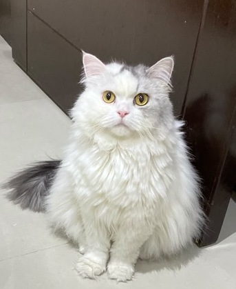 Riyadh, Pet Adoption, 7-Year-Old Persian Male &ndash; Vaccinated & Neutered &ndash; Looking For A Loving Home