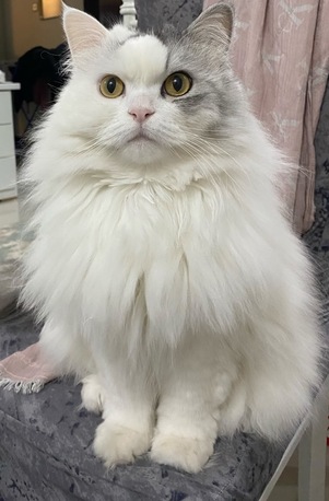 Riyadh, Pet Adoption, 7-Year-Old Persian Male &ndash; Vaccinated & Neutered &ndash; Looking For A Loving Home