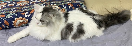 Riyadh, Pet Adoption, 7-Year-Old Persian Male &ndash; Vaccinated & Neutered &ndash; Looking For A Loving Home