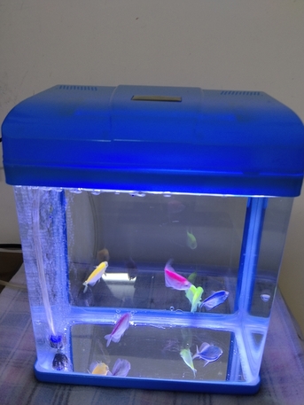 Riyadh, Household Items, SAR 250,  Finsh Aquarium For Room With 6 Colored Fishes