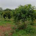 INR 6680000,  2904 Sq. Yard,  2904 Sq Yard Land For Sale At Shadnagar To Pargi 4Lane Highway 1 KM