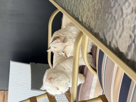 Khobar, Pet Supplies, 2 Cats Male And Female For Adoption