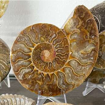 New York, Materials, USD 18,  Ammonite Stone | Natural Healing Ammonite Stone Collection