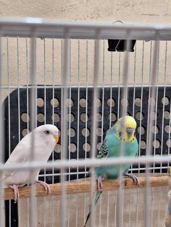 Al Rehab, Pet Supplies, SAR 195,  Bird Cages (Multiple Sizes) Along With Accessories + Bird Homes
