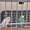 SAR 195,  Bird Cages (Multiple Sizes) Along With Accessories + Bird Homes