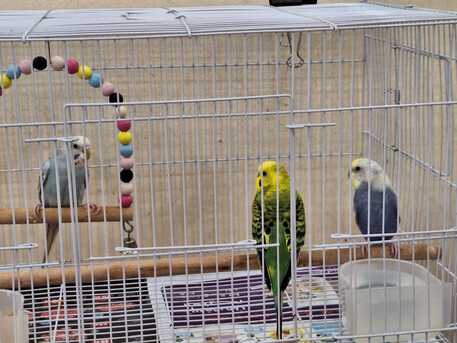 Al Rehab, Pet Supplies, SAR 195,  Bird Cages (Multiple Sizes) Along With Accessories + Bird Homes