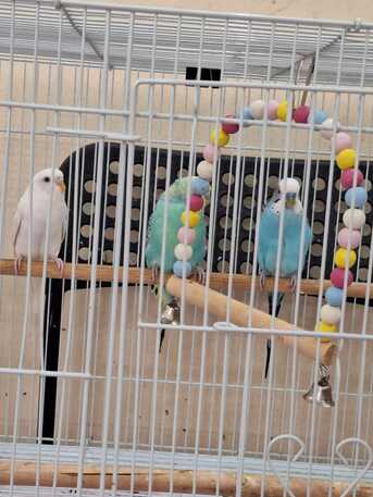 Al Rehab, Pet Supplies, SAR 195,  Bird Cages (Multiple Sizes) Along With Accessories + Bird Homes