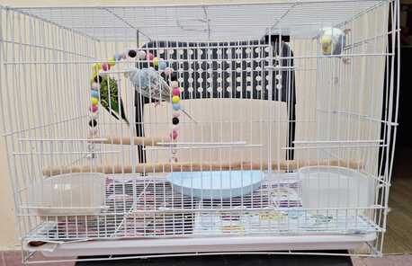 Al Rehab, Pet Supplies, SAR 195,  Bird Cages (Multiple Sizes) Along With Accessories + Bird Homes