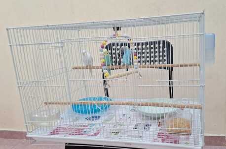 Al Rehab, Pet Supplies, SAR 195,  Bird Cages (Multiple Sizes) Along With Accessories + Bird Homes