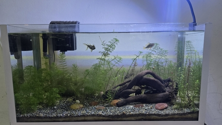 Al Aziziyah, Pet Supplies, SAR 375,  Aquarium Planted