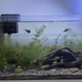 SAR 375,  Aquarium Planted