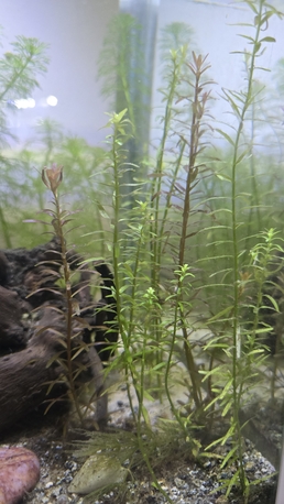 Al Aziziyah, Pet Supplies, SAR 375,  Aquarium Planted
