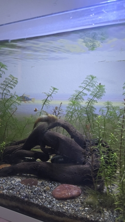 Al Aziziyah, Pet Supplies, SAR 375,  Aquarium Planted