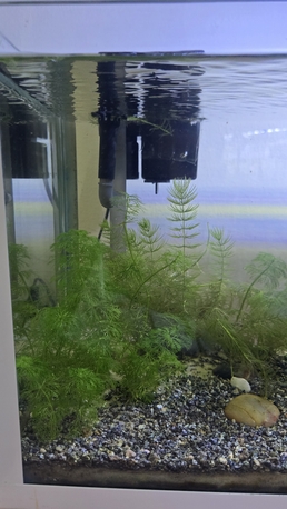 Al Aziziyah, Pet Supplies, SAR 375,  Aquarium Planted