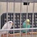 SAR 195,  Brid Cages Of Multiple Sizes & Bird Houses