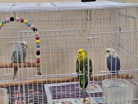 Al Rehab, Pet Supplies, SAR 195,  Brid Cages Of Multiple Sizes & Bird Houses