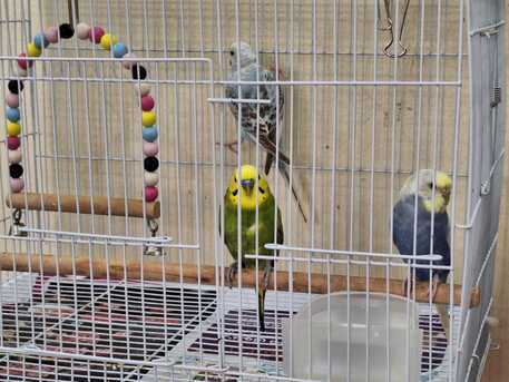 Al Rehab, Pet Supplies, SAR 195,  Brid Cages Of Multiple Sizes & Bird Houses
