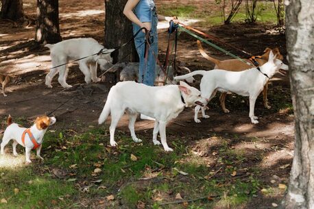 Mumbai, Pet Sitting, Dog Walkers In Patna