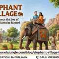 Discover Hathi Gaon: India&rsquo;s First Dedicated Elephant Haven