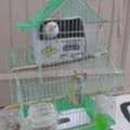 Selling Lovebirds