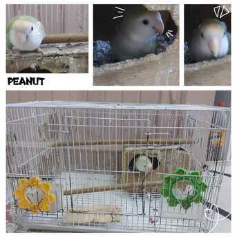 Al Aziziyah, Pet Adoption, Selling Lovebirds